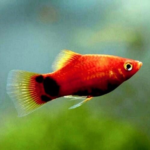 Xiphophorus maculatus - Platy Micky Mouse Rot M